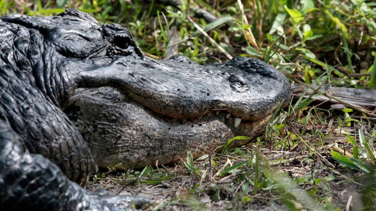 V newyorském parku v neděli odchytili více než metrového aligátora